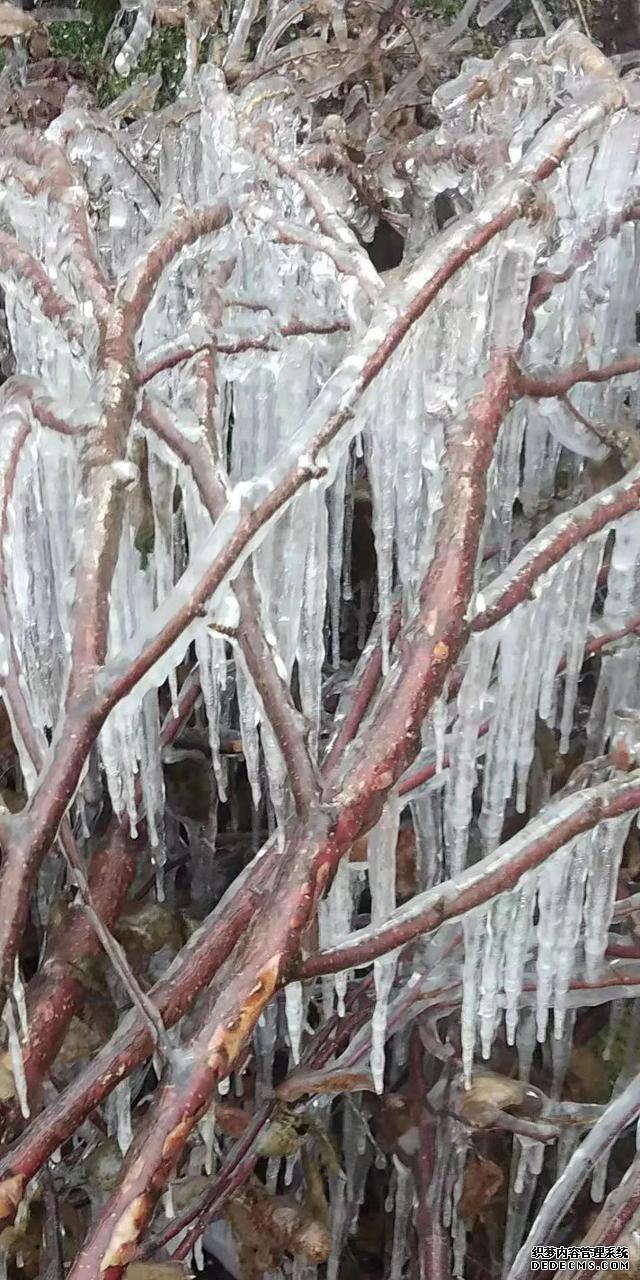 玉树琼林，银龙飞舞......驼梁冬日雾凇雪景大片惊艳来袭