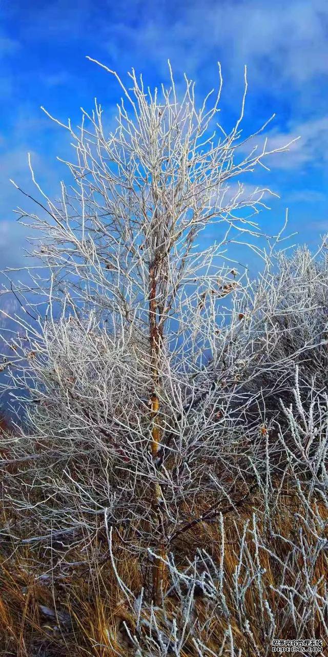 玉树琼林，银龙飞舞......驼梁冬日雾凇雪景大片惊艳来袭