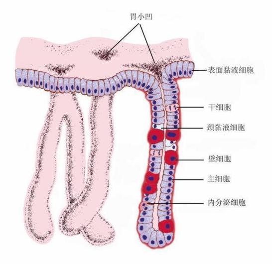 急慢性胃炎发作时该怎么办？北京301医院李闻主任来教你