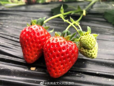 可以说草莓是冬天里最少女心的水果吗？