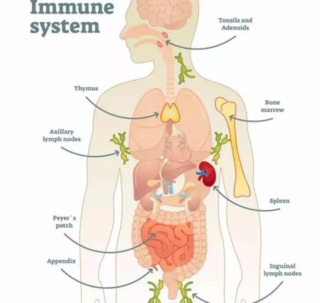 一肠牵全身，来看看肠道与其它身体器官的联系