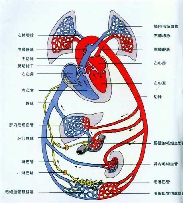 高血压病人术前的自我调节