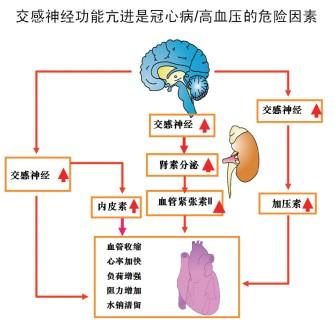 心率增快的高血压该如何选药？