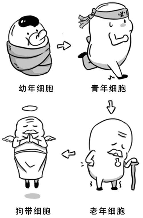 人只要一直活着，就一定会得癌