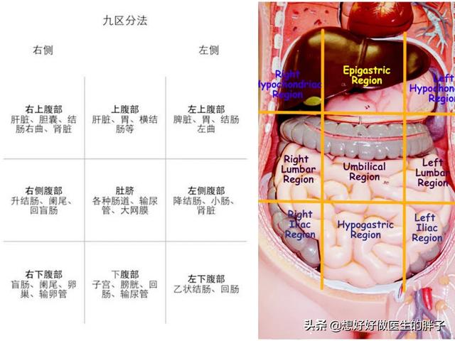 左侧腹部疼痛，常见的原因有哪些？做哪些检查可以初步诊断呢