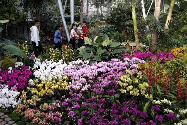 万盆年宵花绽放 来北京植物园逛“鲜花庙会”