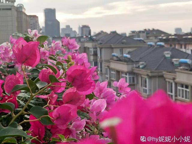 12种懒人花，一年四季都能开，阳台养花必备