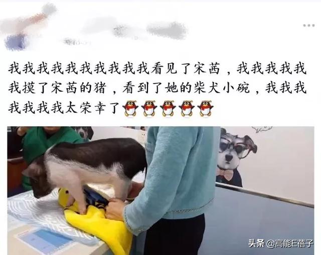 沙雕！网友在医院偶遇宋茜，竟是因她的宠物猪走路崴到脚