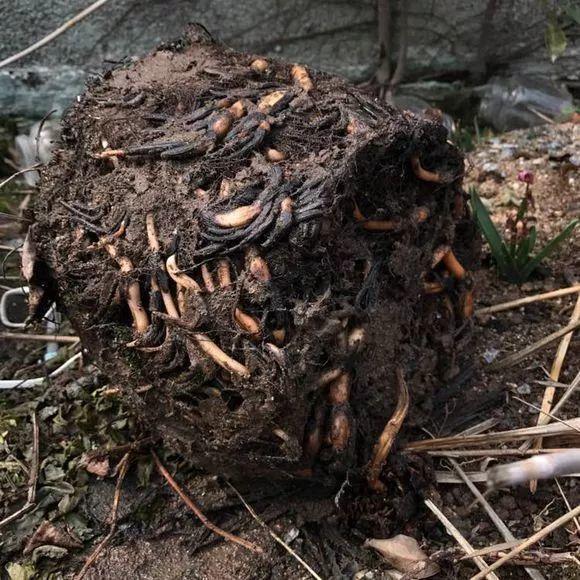 养这10种花真挣钱，今年种1棵，明年能收获一麻袋