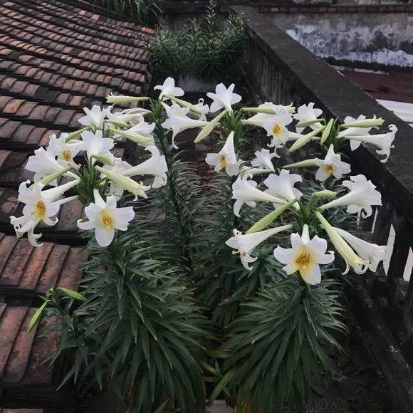 养这10种花真挣钱，今年种1棵，明年能收获一麻袋