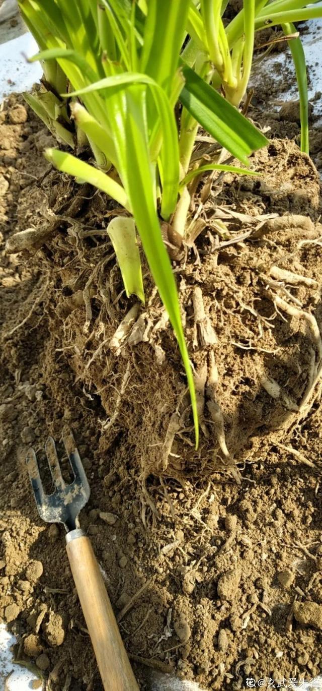 养这10种花真挣钱，今年种1棵，明年能收获一麻袋