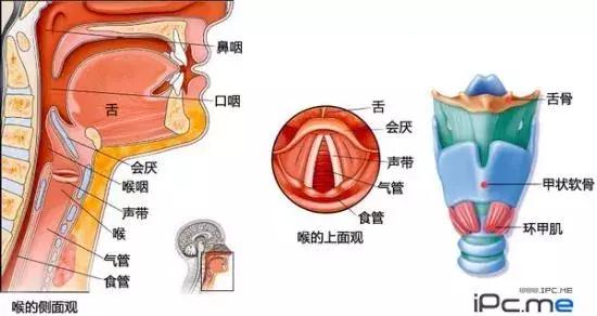 咽炎和喉炎区别