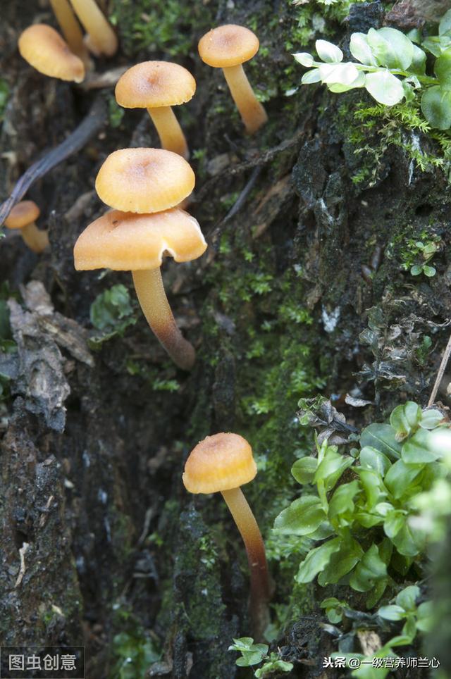 虫草花和冬虫夏草有很大区别，了解后，你还会喝虫草花炖鸡汤吗？