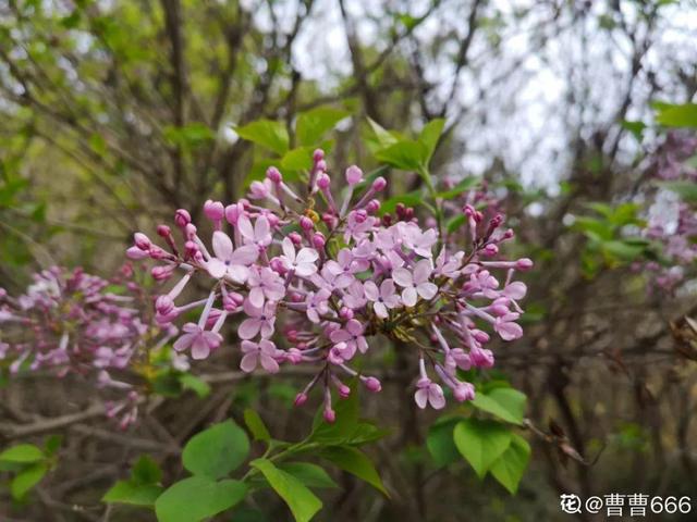 2月养花真忙，宅家里也不能闲，动动手就有收获