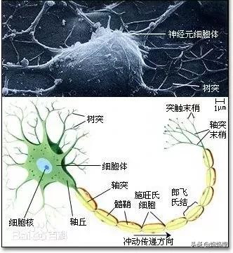 运动可以改造大脑的三大误区，你知道吗？哪些运动有利于长高？