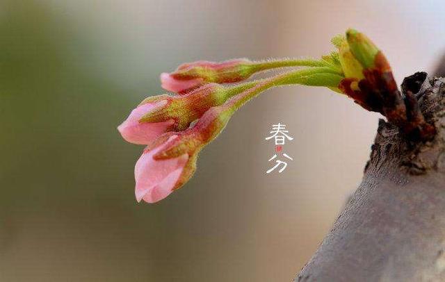 春分时节，肝气最盛，情绪和肝气你都调节好了吗？