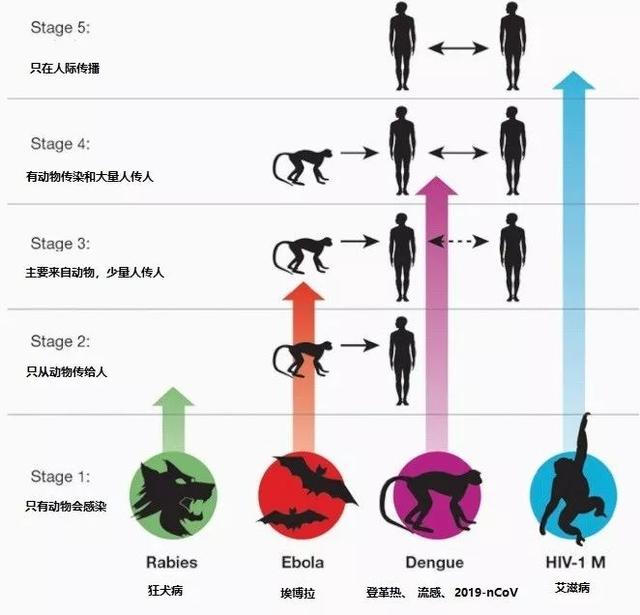 别给病毒买彩票的机会——病毒是如何从动物传给人的？
