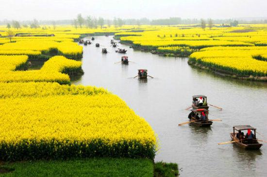 “油菜花开满地黄，丛间蝶舞蜜蜂忙”，细数中国最佳油菜花欣赏地