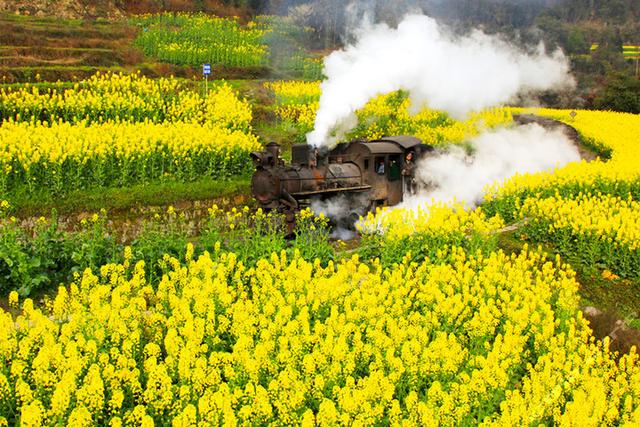 “油菜花开满地黄，丛间蝶舞蜜蜂忙”，细数中国最佳油菜花欣赏地