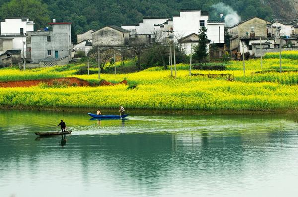 “油菜花开满地黄，丛间蝶舞蜜蜂忙”，细数中国最佳油菜花欣赏地