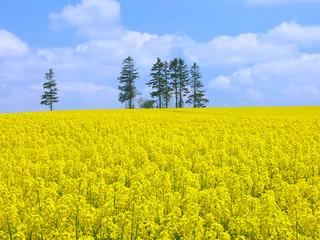 “油菜花开满地黄，丛间蝶舞蜜蜂忙”，细数中国最佳油菜花欣赏地