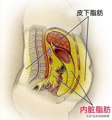 下腹突出，女人的痛：下腹肥胖的真相——摆脱途径——锻炼方法