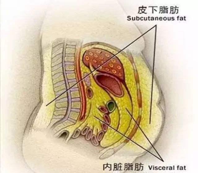 肚子大不是福气，是内脏脂肪太多，招病又减寿，这么做减掉大肚子