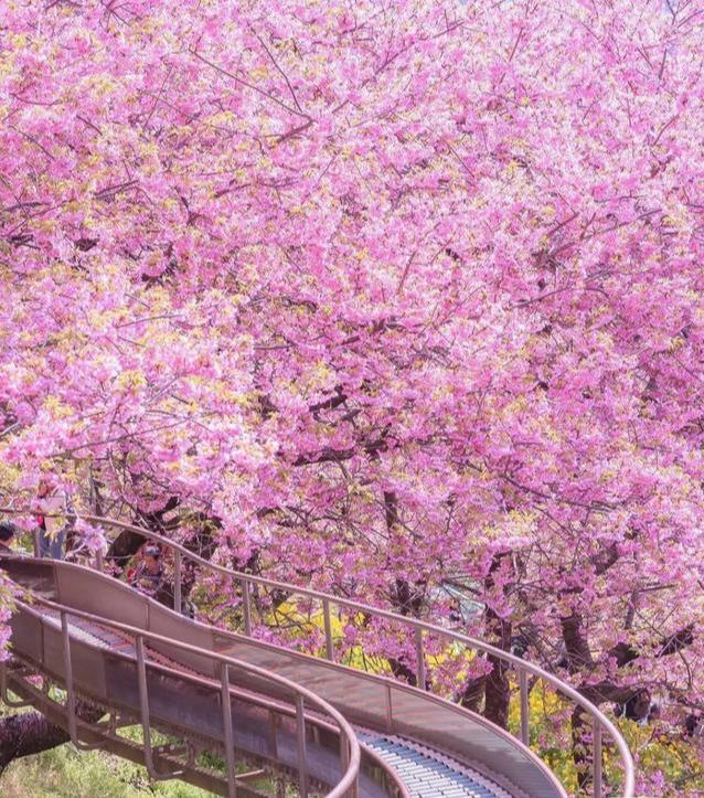 日本富士山小众打卡，领略最美樱花季！搭配温泉简直不要太舒服