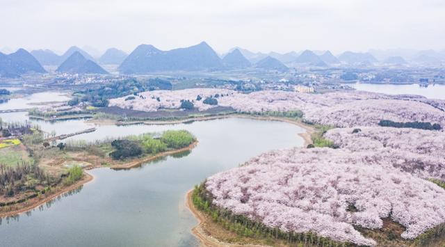 樱花漫山遍野，这里却不接待游客 在线赏花，莫让好山好水好寂寞