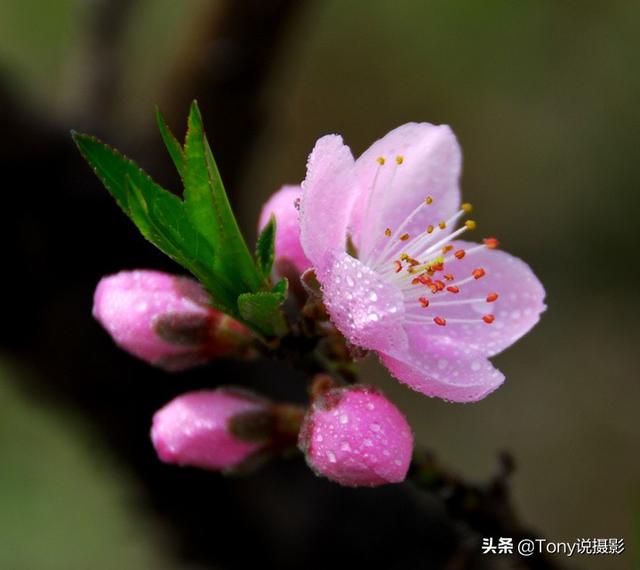 摄影技巧：花的特写照片怎么拍？