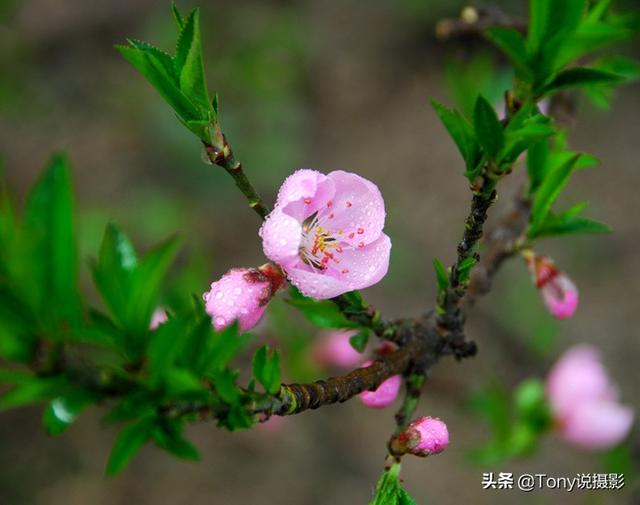 摄影技巧：花的特写照片怎么拍？