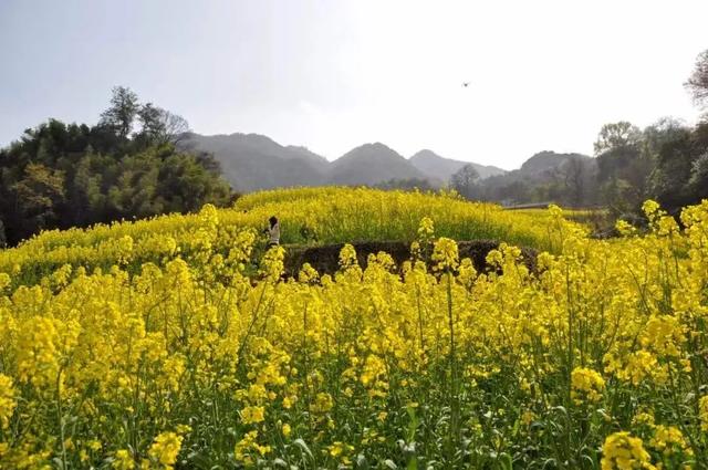 石台：三月，一起去看花！