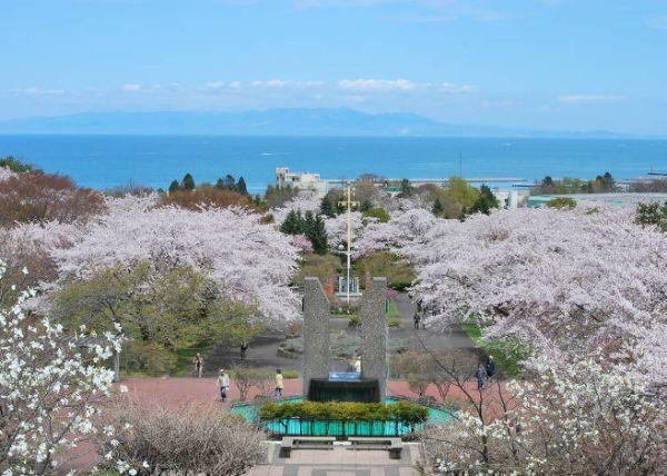 北海道樱花：观赏樱花的8个最佳去处（2020年版）