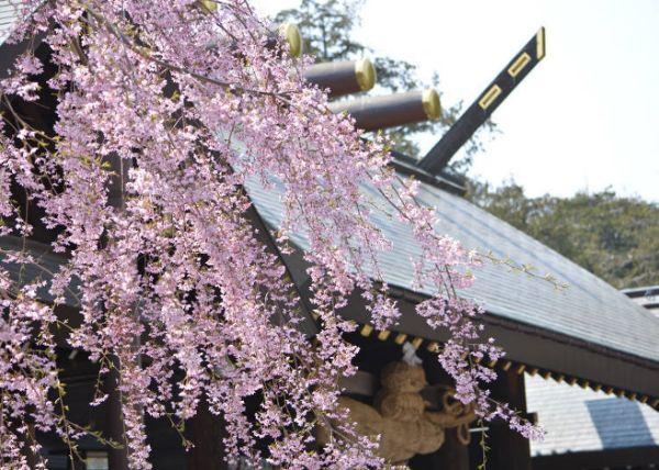 北海道樱花：观赏樱花的8个最佳去处（2020年版）