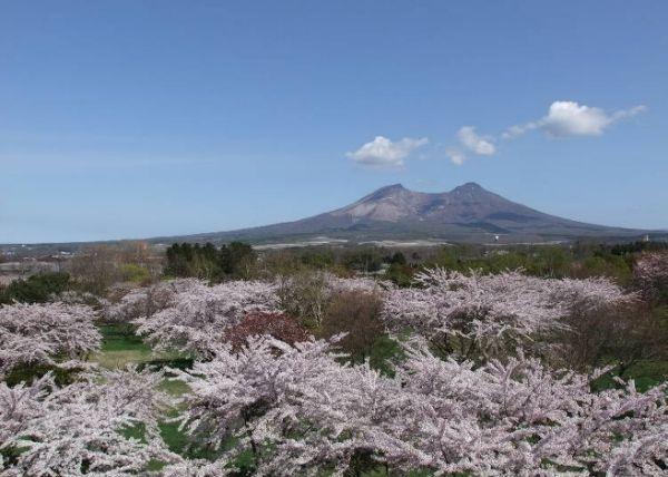 北海道樱花：观赏樱花的8个最佳去处（2020年版）