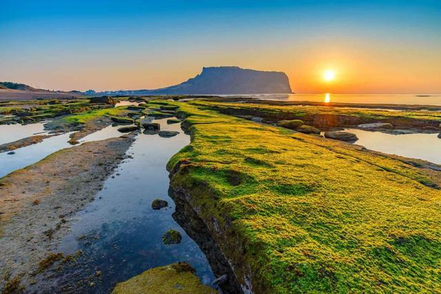 韩国旅游：去济州岛、梧桐岛赏花看海超很有意境，有时间就去吧