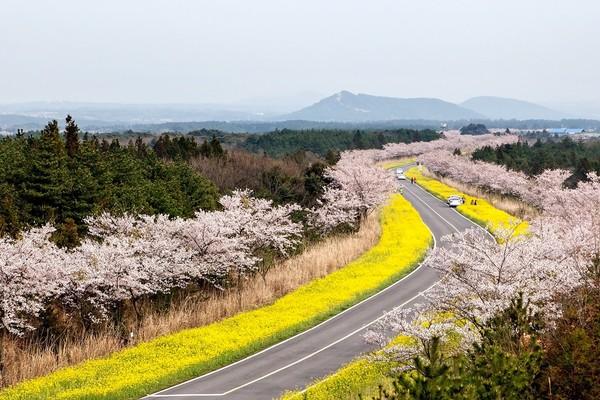 韩国旅游：去济州岛、梧桐岛赏花看海超很有意境，有时间就去吧