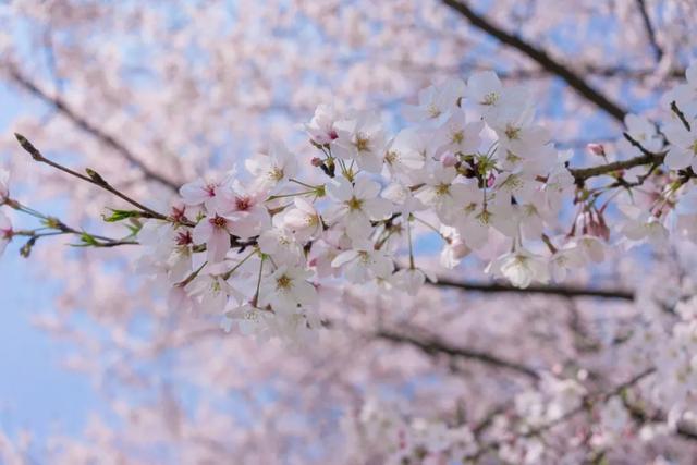 这里的樱花比日本还美，被誉为“世界三大赏樱胜地之一”