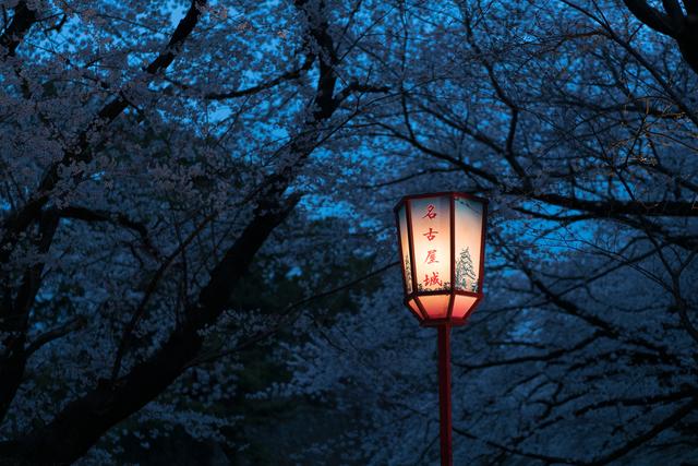 漫步在粉色的花海，你知道和不知道的关西拍樱好去处