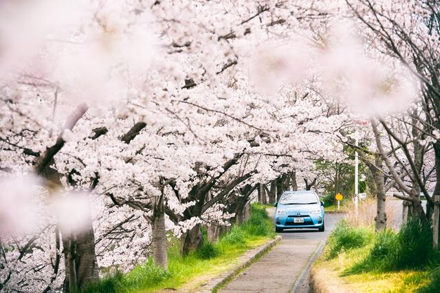 漫步在粉色的花海，你知道和不知道的关西拍樱好去处