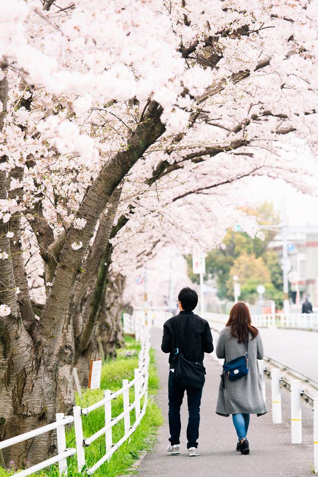 漫步在粉色的花海，你知道和不知道的关西拍樱好去处