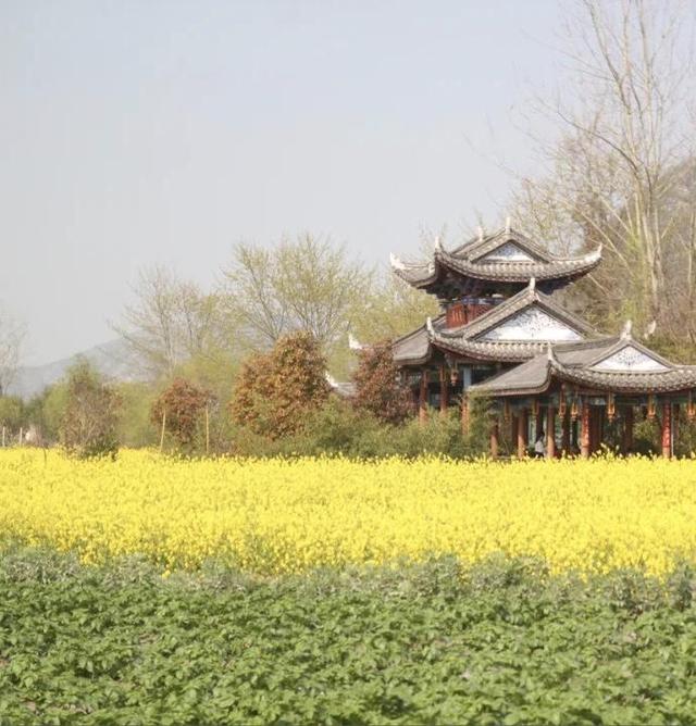 踏春赏花去！盘点婺源之外的小众油菜花田，说不定就在你家跟前