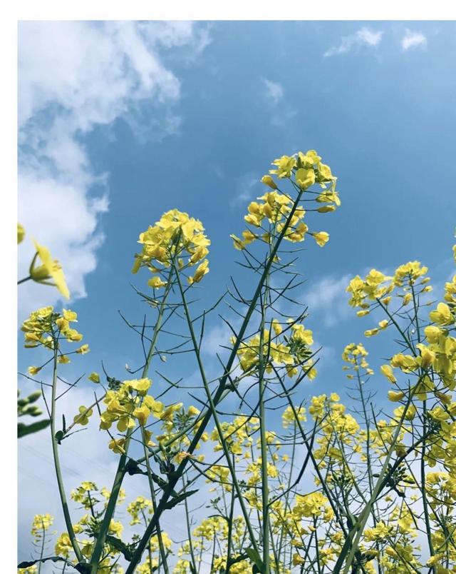 踏春赏花去！盘点婺源之外的小众油菜花田，说不定就在你家跟前