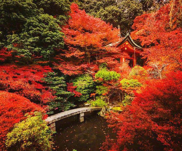 日本旅游别只惦记着樱花，醍醐寺比樱花可美多了