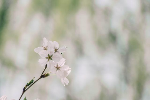 赏花季，北京这个樱花盛放的公园，吸引游客无数