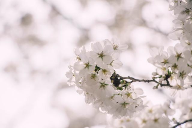 赏花季，北京这个樱花盛放的公园，吸引游客无数