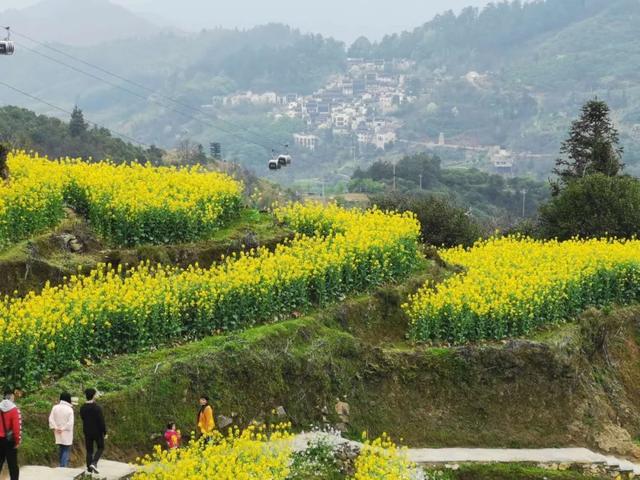 你好，我是梨白桃红、油菜花黄满山野的婺源