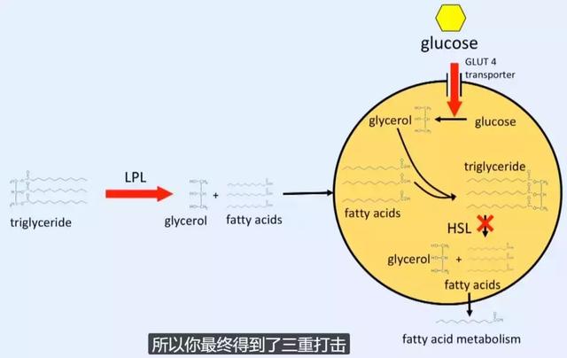 帮人 10 天瘦 28 斤！澳洲医生：科学减肥，只需要…