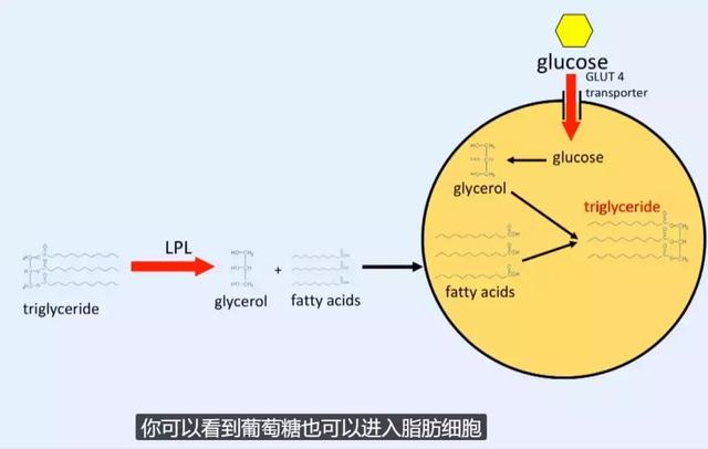 帮人 10 天瘦 28 斤！澳洲医生：科学减肥，只需要…