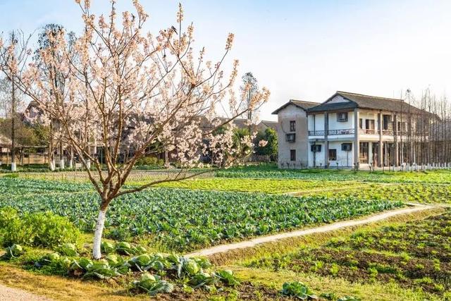 繁花赏乌村，“野火饭”尝春味，重启2020年吧！